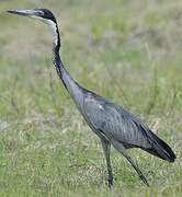 Black-headed Heron