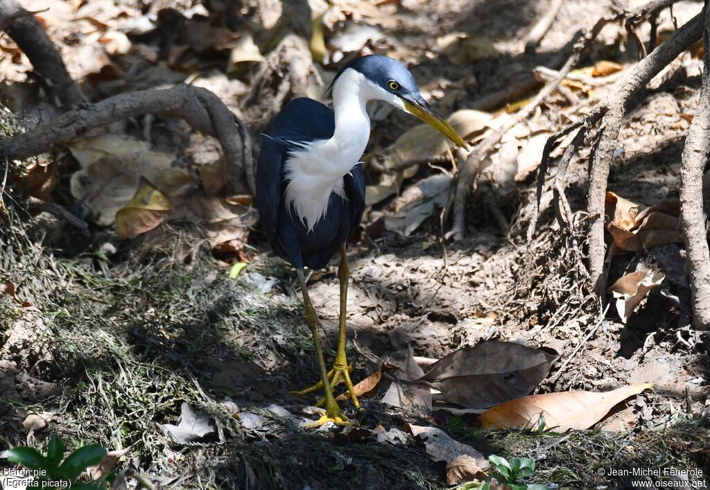 Pied Heron