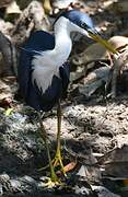 Pied Heron