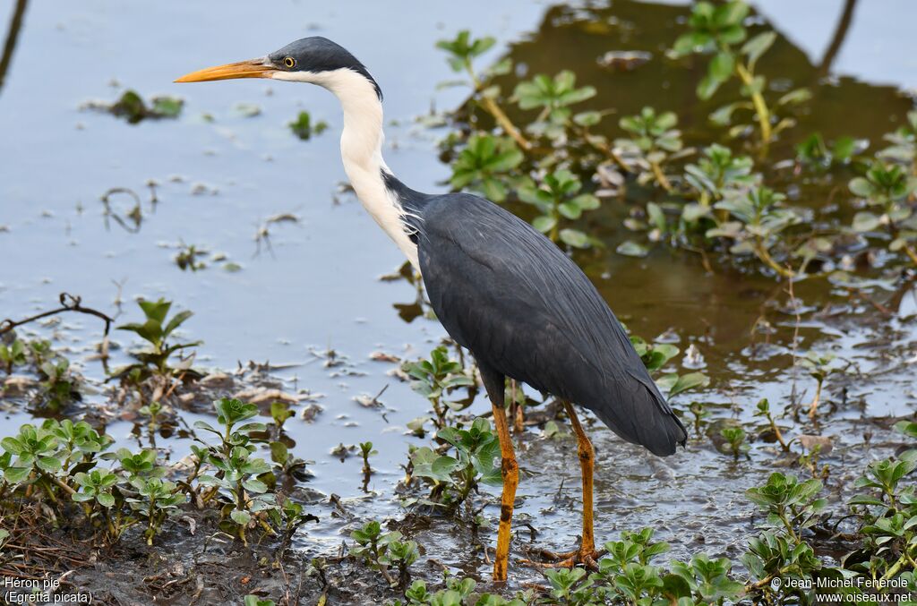 Pied Heron