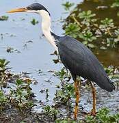 Pied Heron