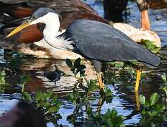 Pied Heron