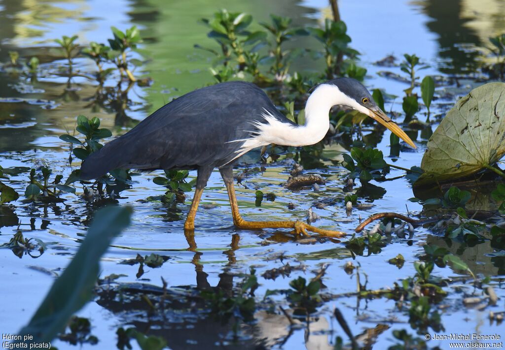 Pied Heron