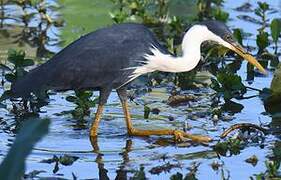 Pied Heron