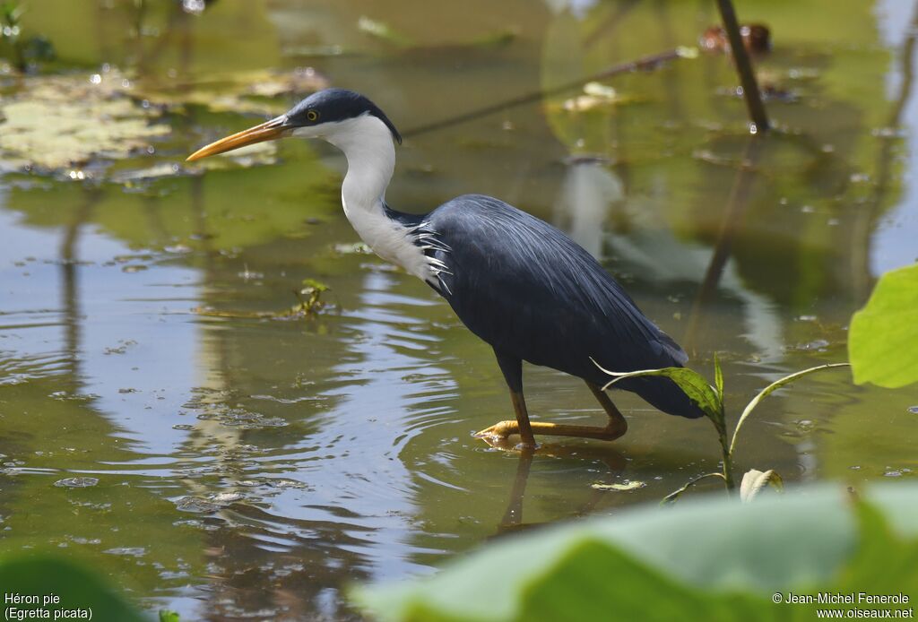 Pied Heron