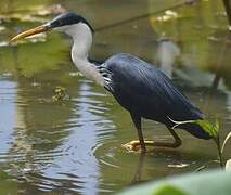 Pied Heron