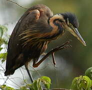 Purple Heron