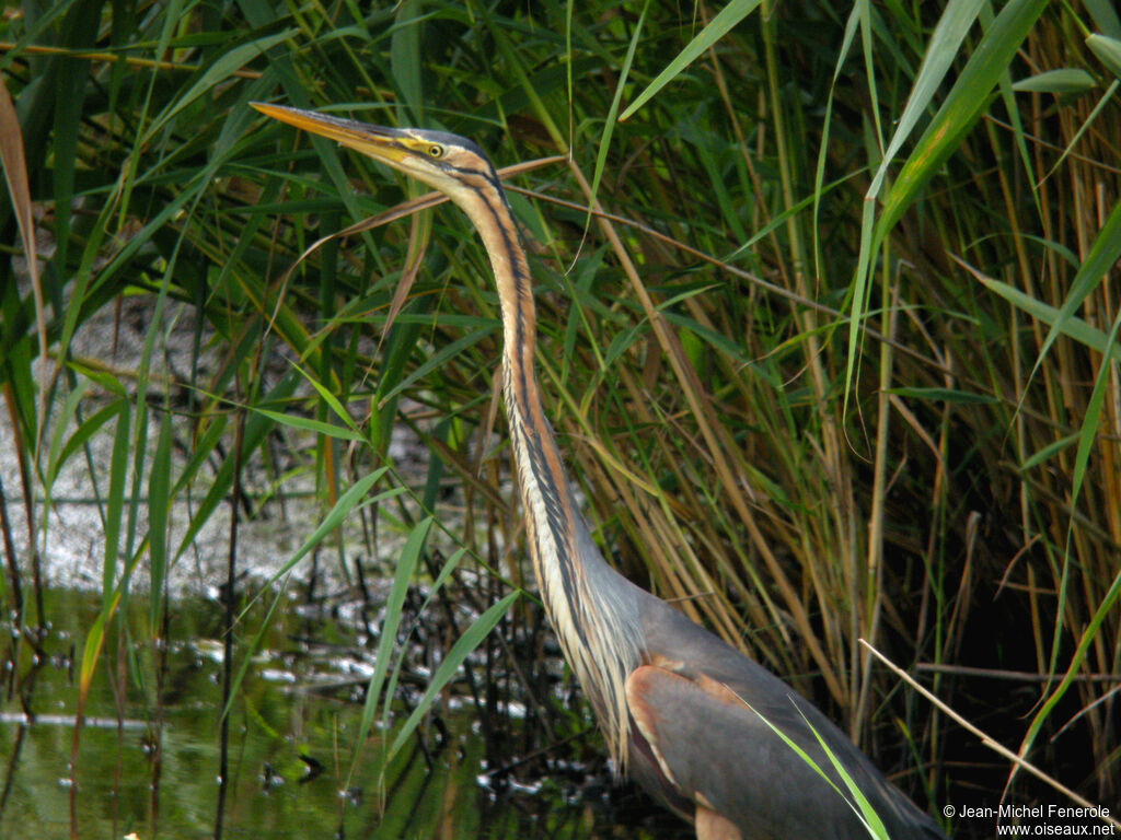 Purple Heron