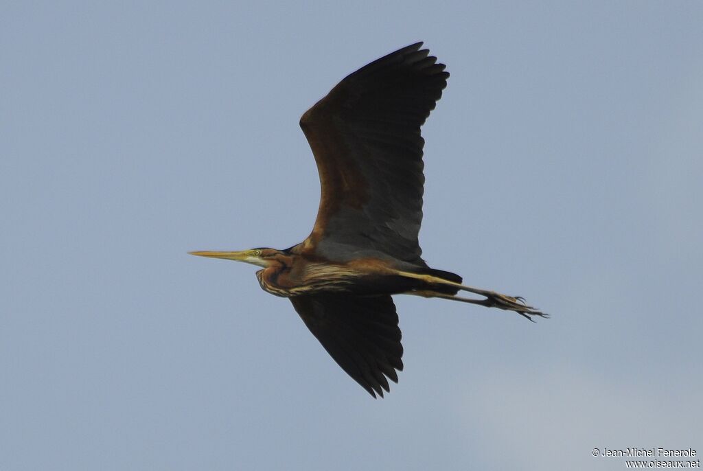 Purple Heron