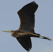 Purple Heron