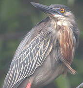 Striated Heron