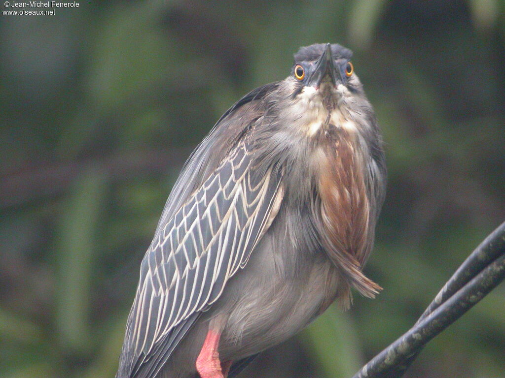 Striated Heron