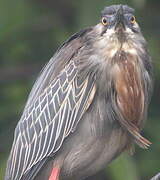 Striated Heron