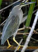 Striated Heron