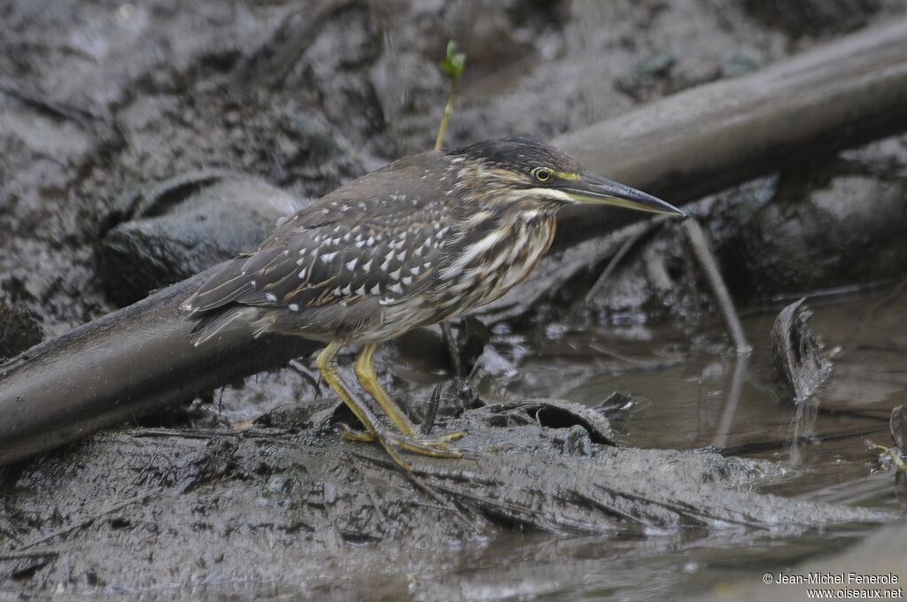 Striated Heron