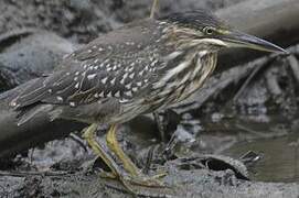 Striated Heron