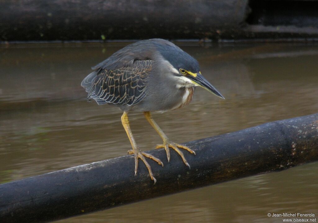 Striated Heron