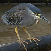 Striated Heron