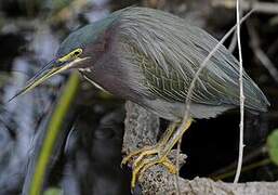 Green Heron