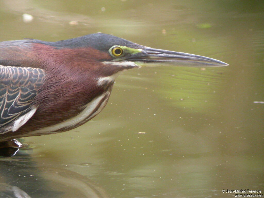 Green Heron