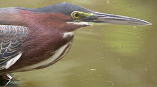 Green Heron