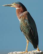 Green Heron