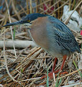 Green Heron