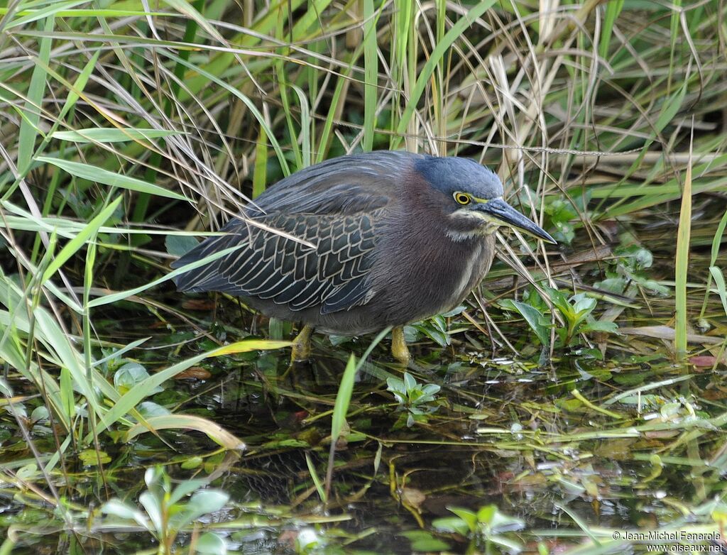 Green Heron