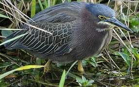 Green Heron