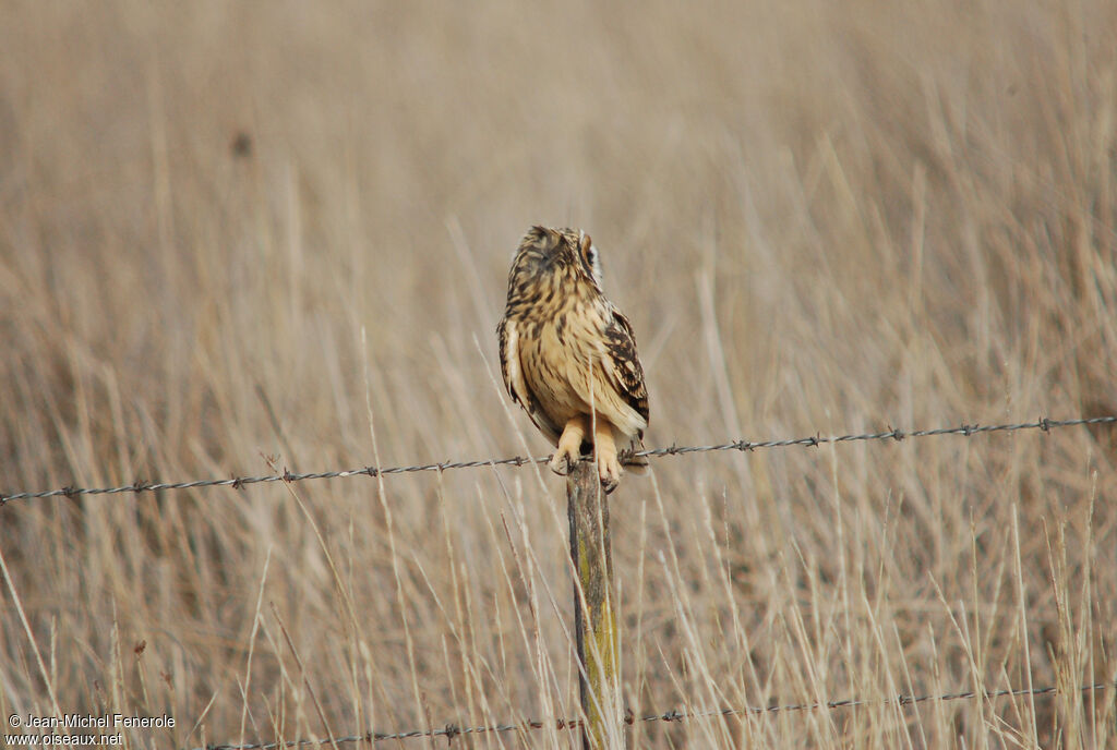 Hibou des maraisadulte