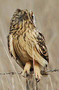 Short-eared Owl