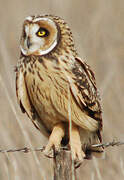 Short-eared Owl