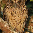 Hibou malgache