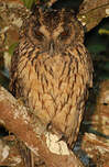 Hibou malgache - Asio madagascariensis