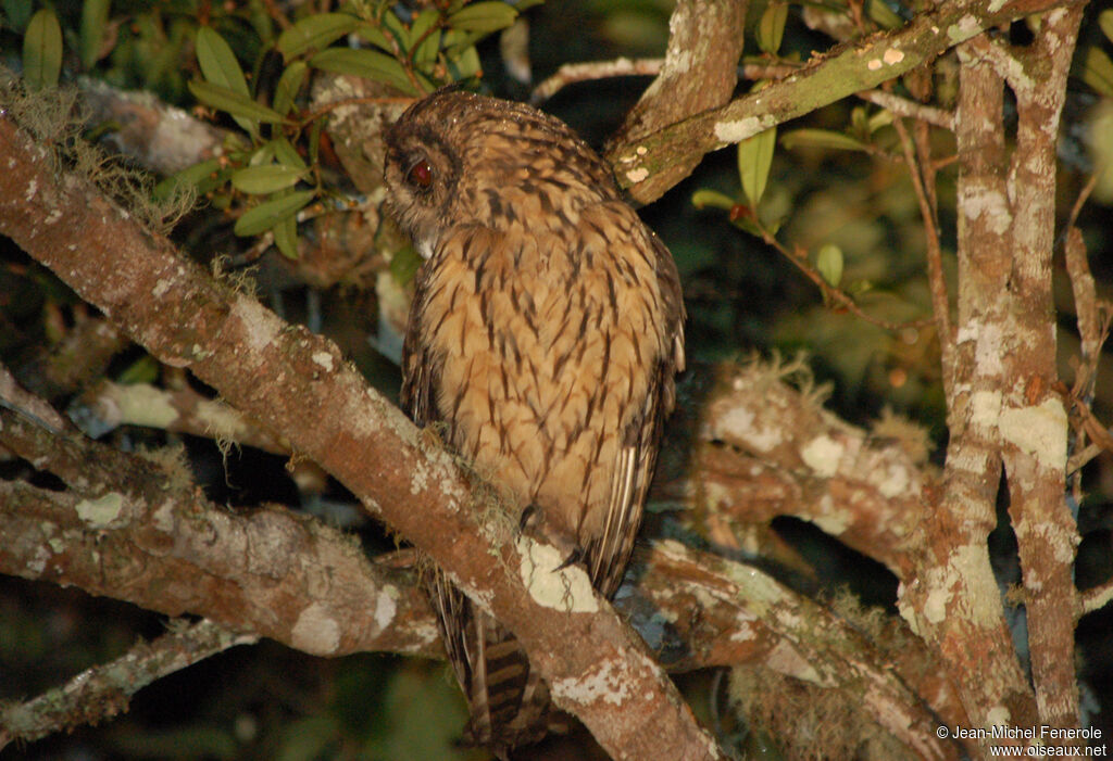 Madagascan Owl