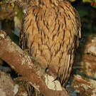 Hibou malgache