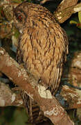 Madagascan Owl