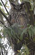 Long-eared Owl