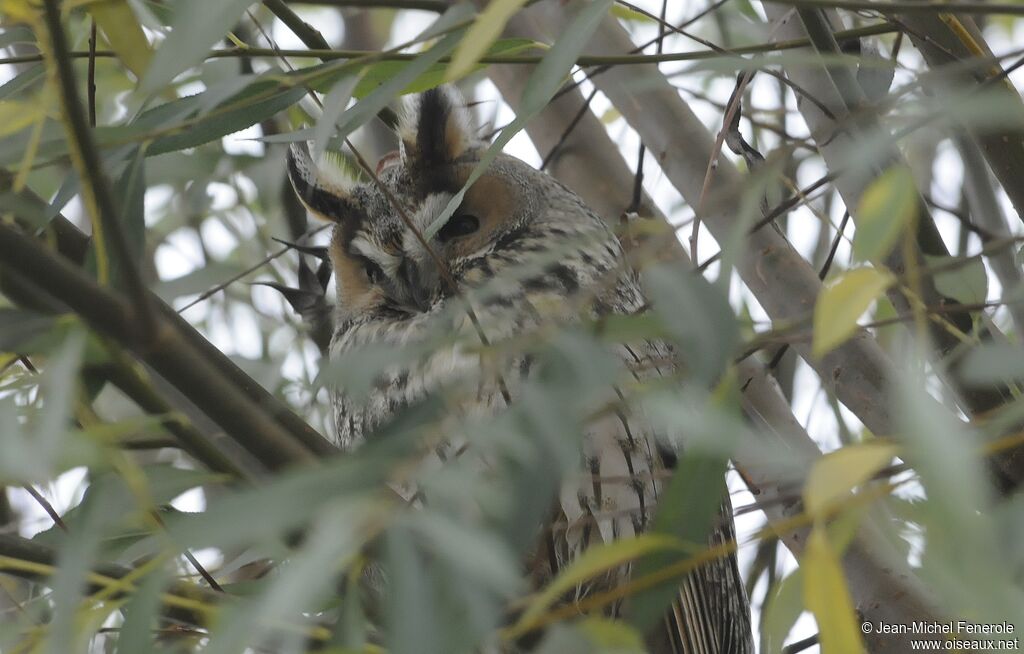 Long-eared Owl