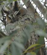 Long-eared Owl