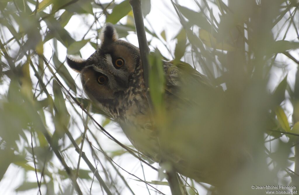 Long-eared Owl