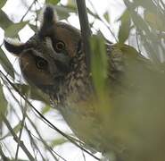 Long-eared Owl