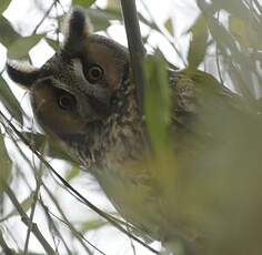 Hibou moyen-duc