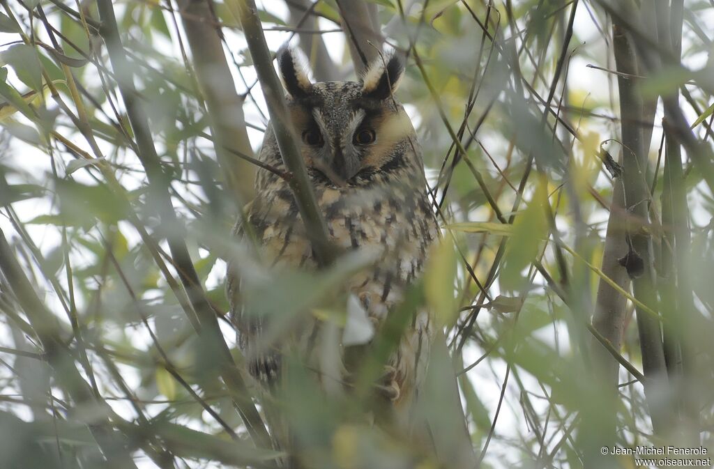 Long-eared Owl