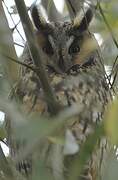 Long-eared Owl