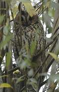 Long-eared Owl