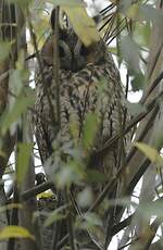 Hibou moyen-duc
