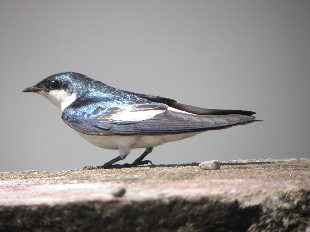 White-winged Swallow