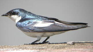 White-winged Swallow