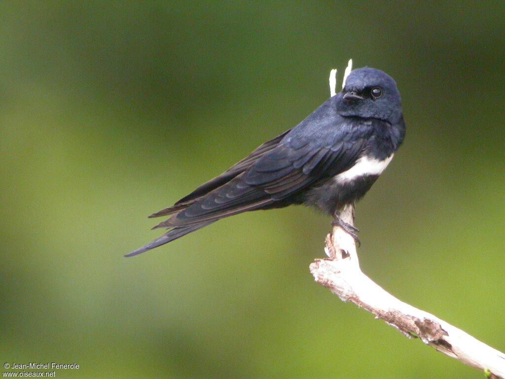 White-banded Swallow